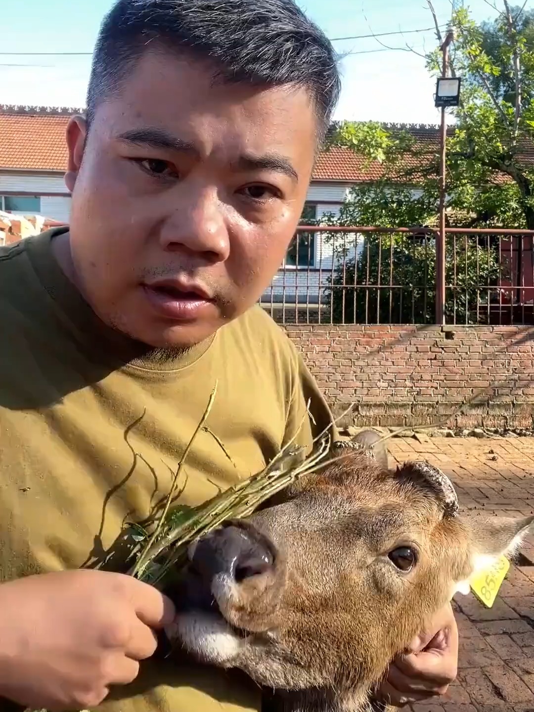 包含老虎笑到最后！公牛主场击败公鹿，保持主场不败的词条